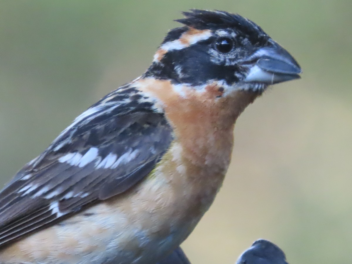 Black-headed Grosbeak - ML620511956