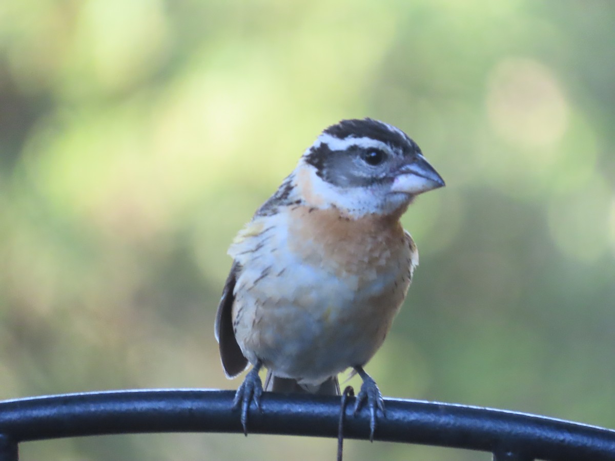 Black-headed Grosbeak - ML620511957