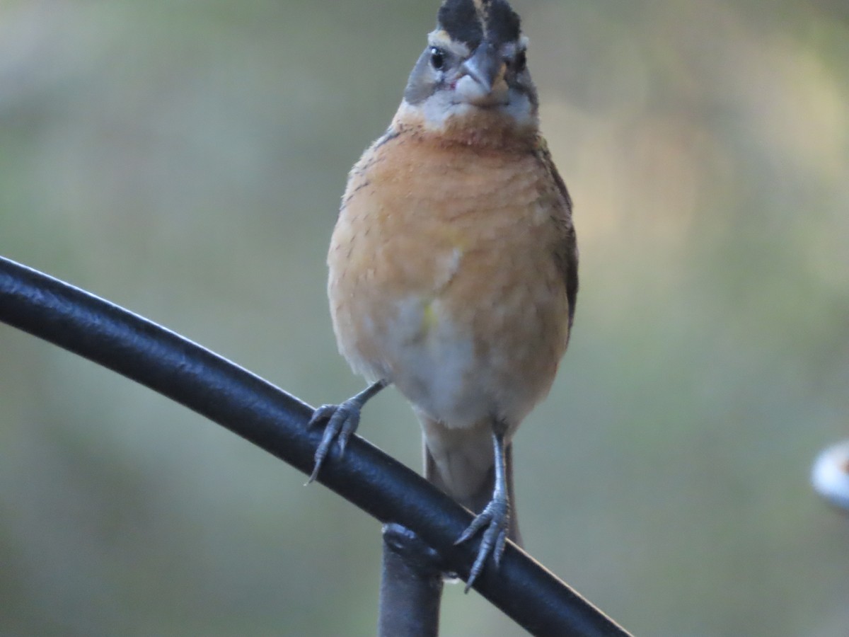 Black-headed Grosbeak - Martha Pallin