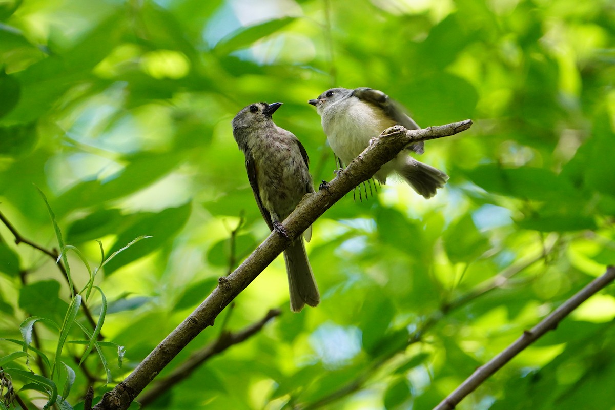 Mésange bicolore - ML620511962