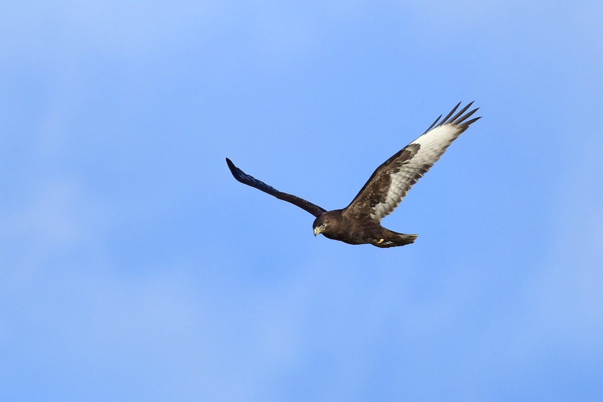 Accipitridae sp. (hawk sp.) - ML620511964