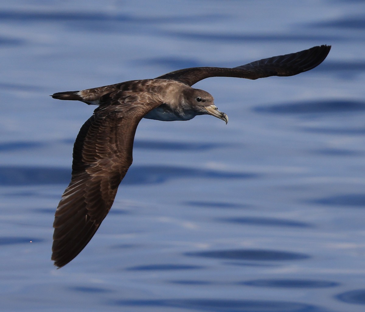 Cory's Shearwater - ML620511965