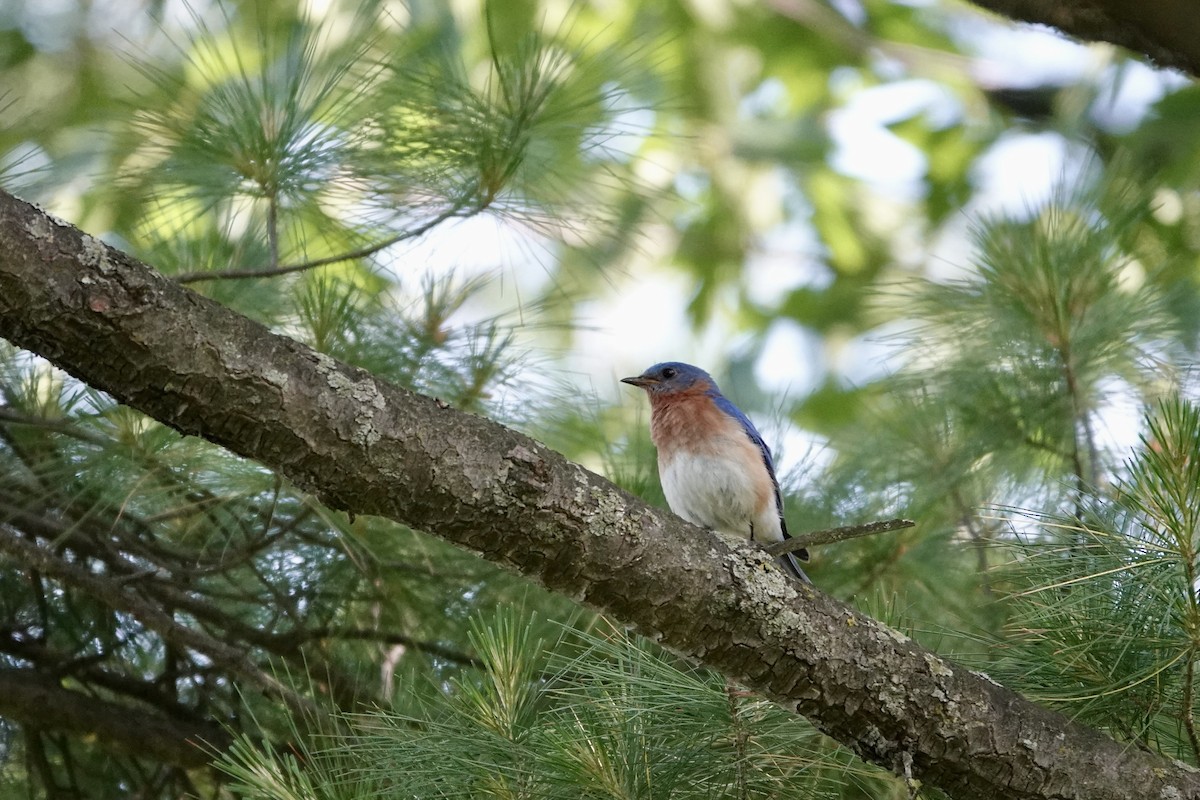 Eastern Bluebird - ML620511971