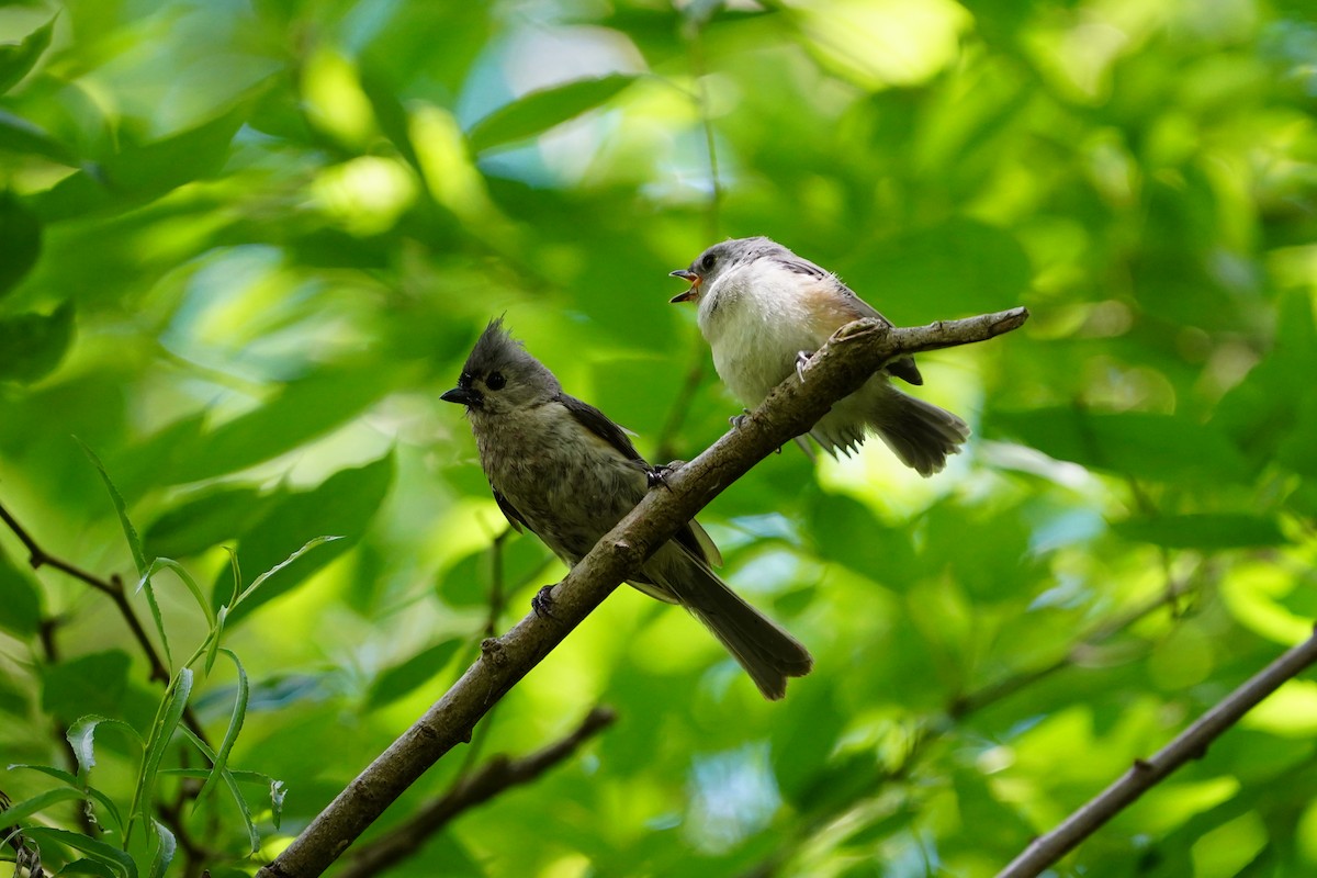 Tufted Titmouse - ML620511977