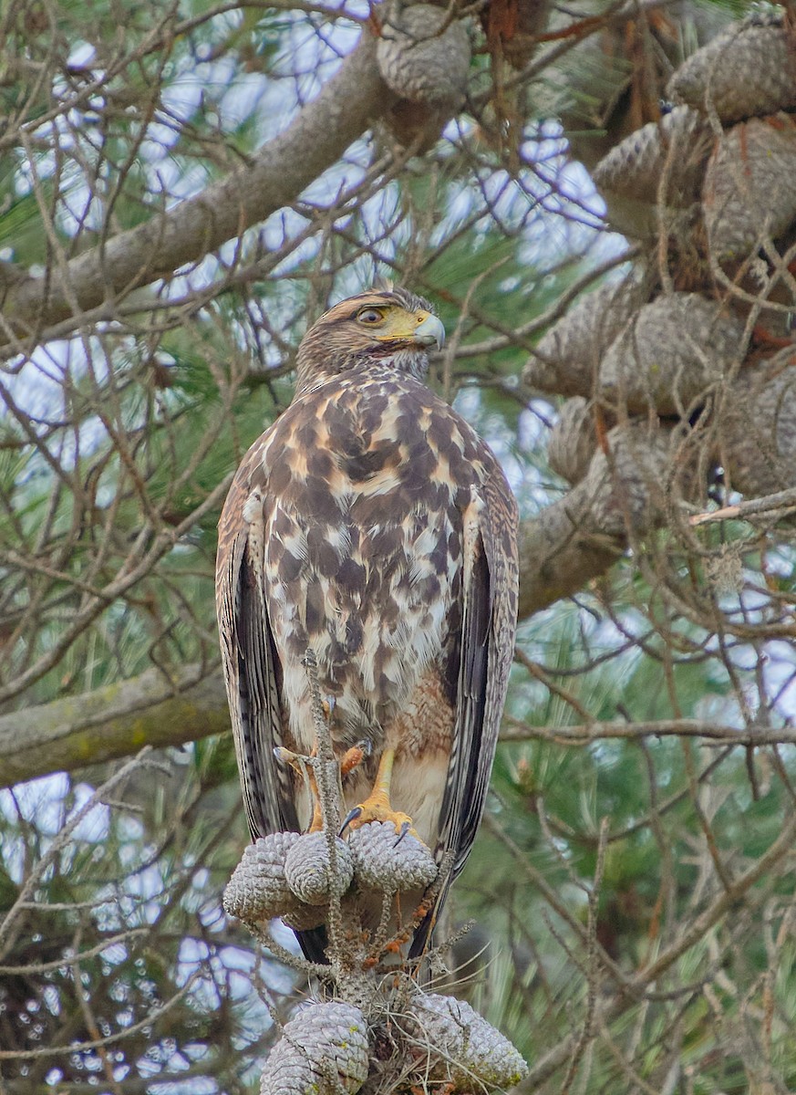 Harris's Hawk - ML620511978