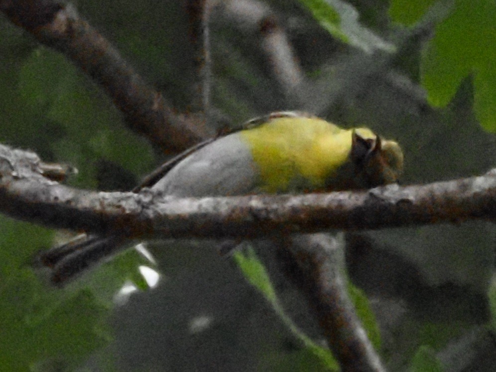 Yellow-throated Vireo - ML620511985