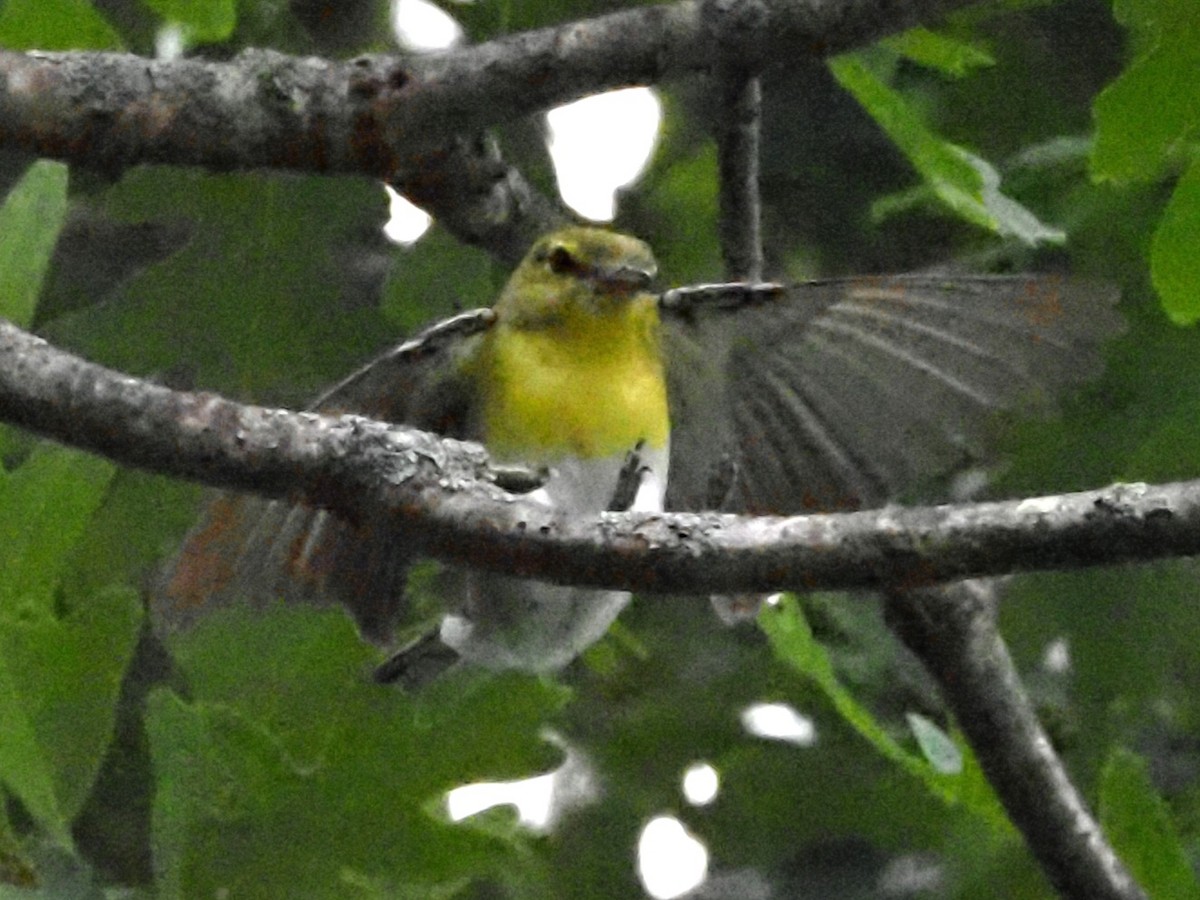 Yellow-throated Vireo - ML620511986