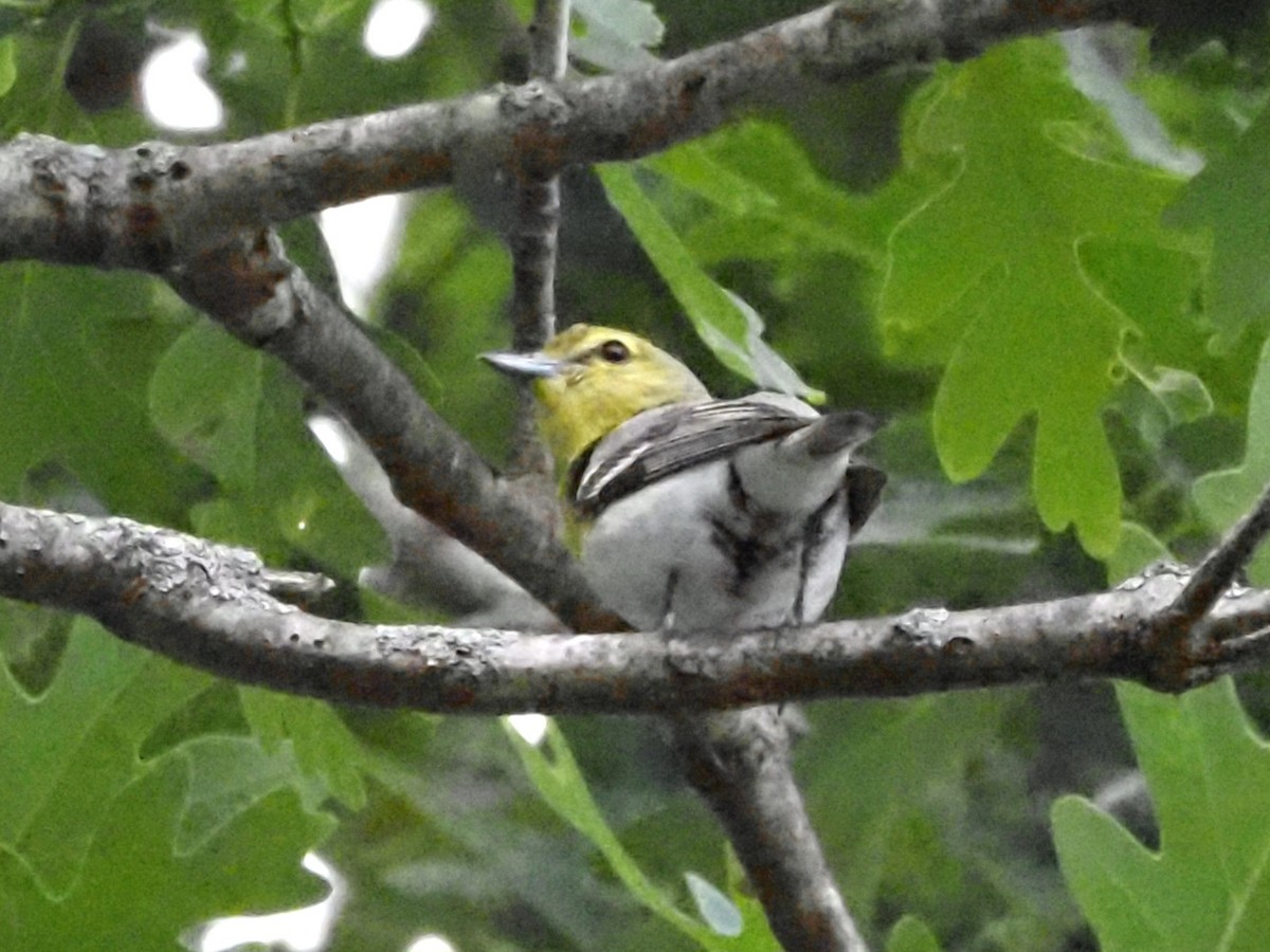 Yellow-throated Vireo - ML620511987