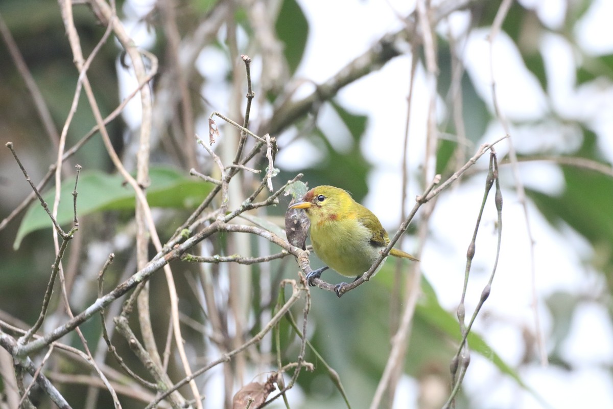 Rufous-headed Tanager - ML620511995