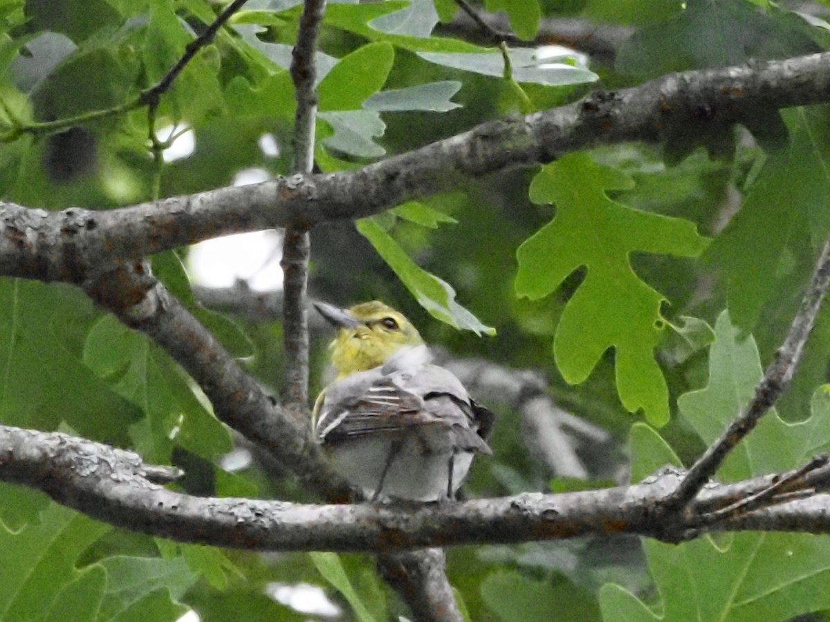 Yellow-throated Vireo - ML620511997