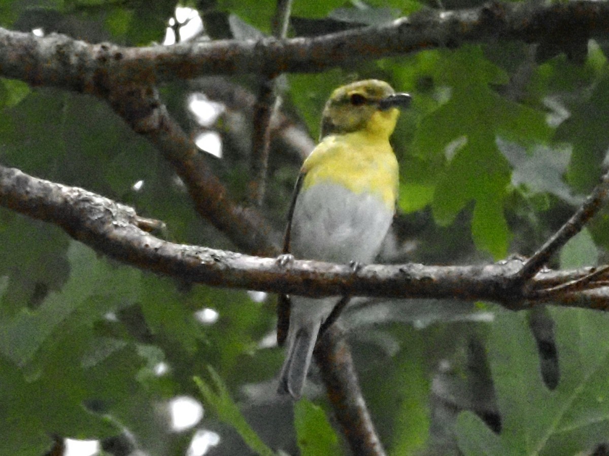 Yellow-throated Vireo - ML620511998