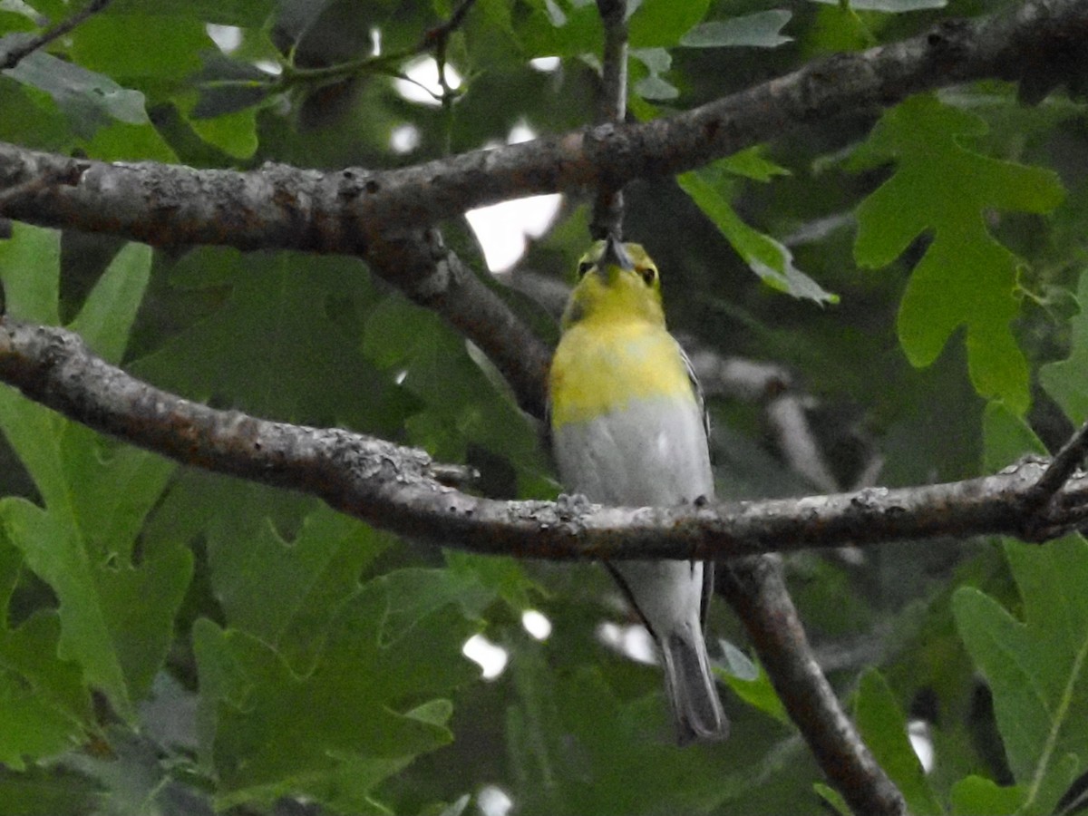 Yellow-throated Vireo - ML620512004