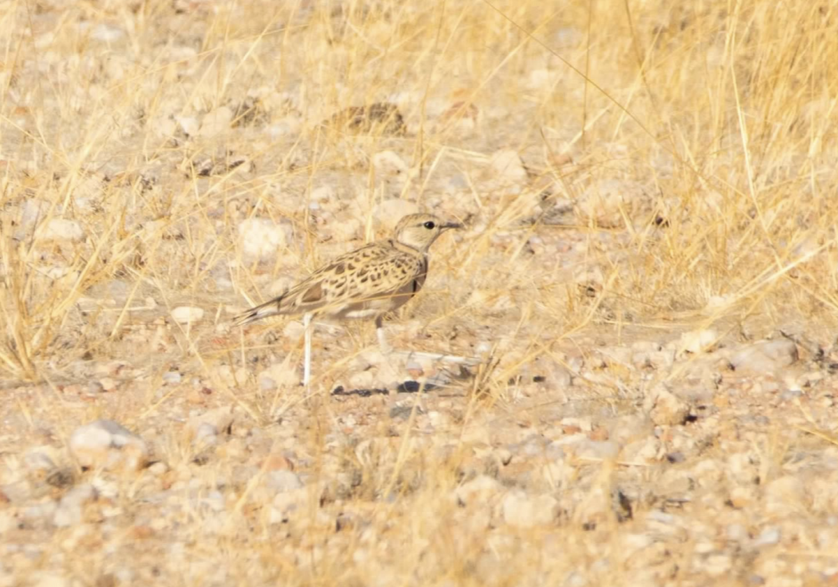 Double-banded Courser - ML620512013