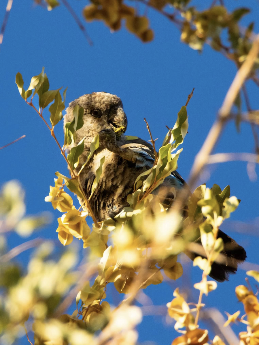 Rüppell's Parrot - ML620512014