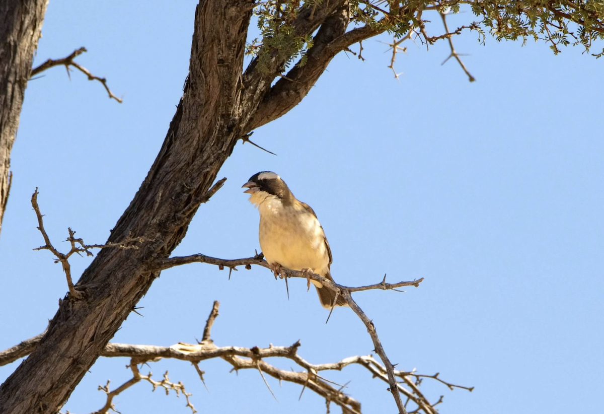 Tejedor Gorrión Cejiblanco - ML620512015