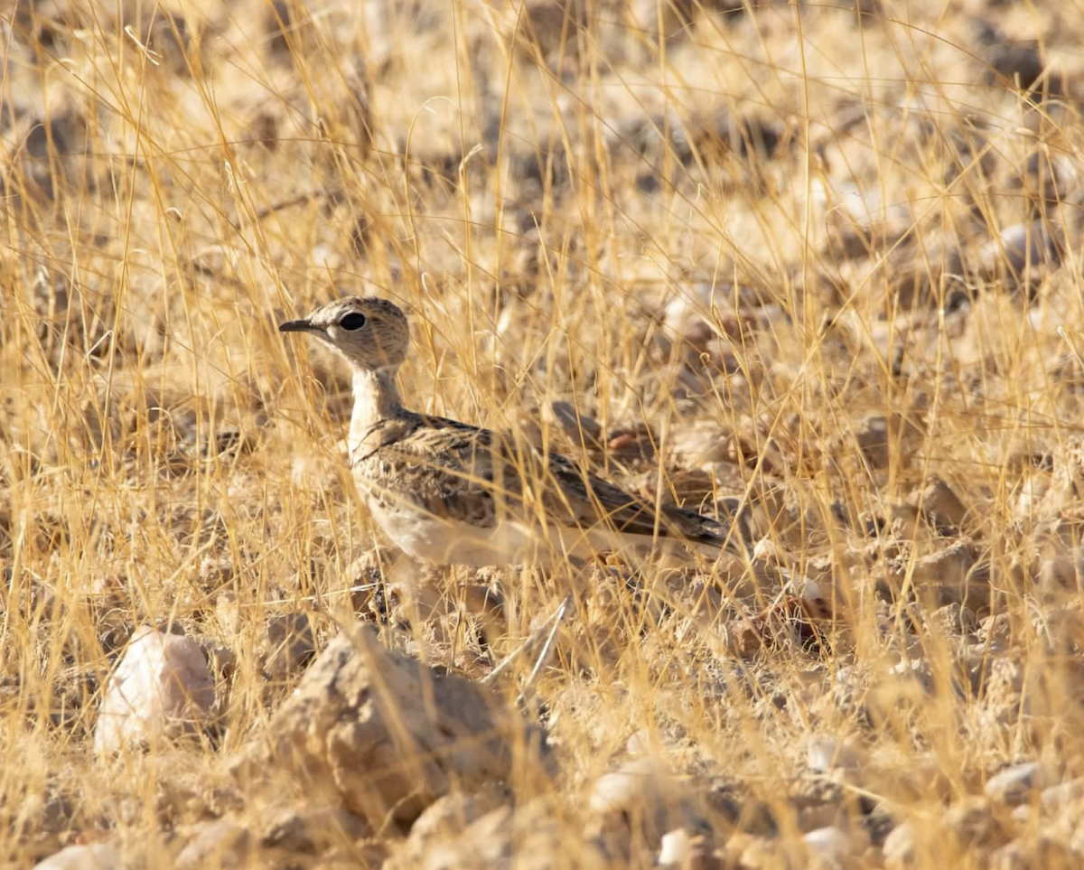 Double-banded Courser - ML620512023