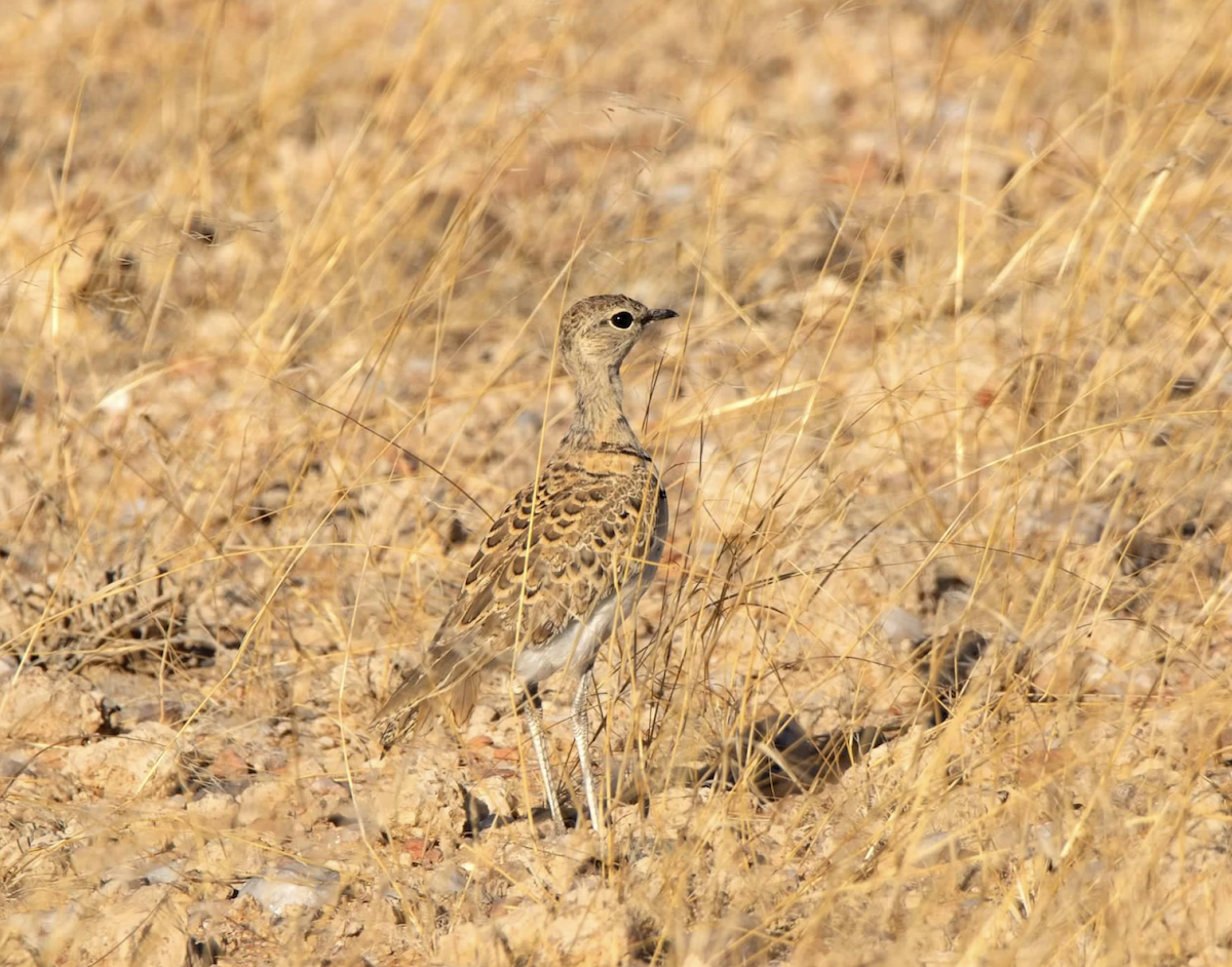 Double-banded Courser - ML620512028