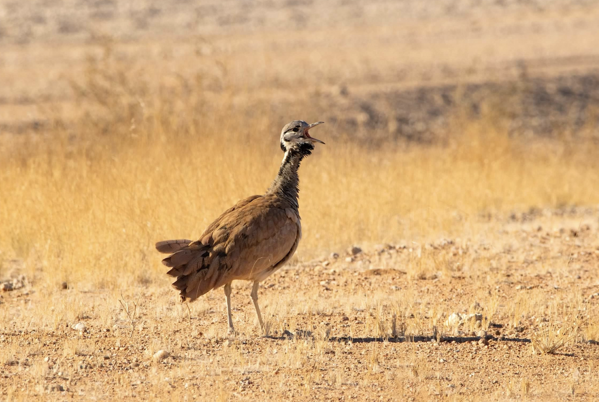 Sisón de Damaraland - ML620512029