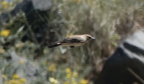 Western Black-eared Wheatear - ML620512032