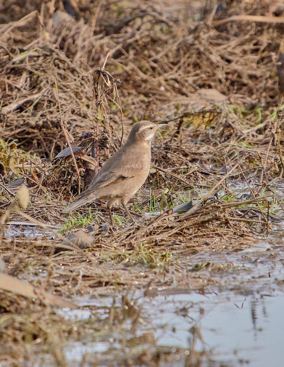 Buff-winged Cinclodes - ML620512034