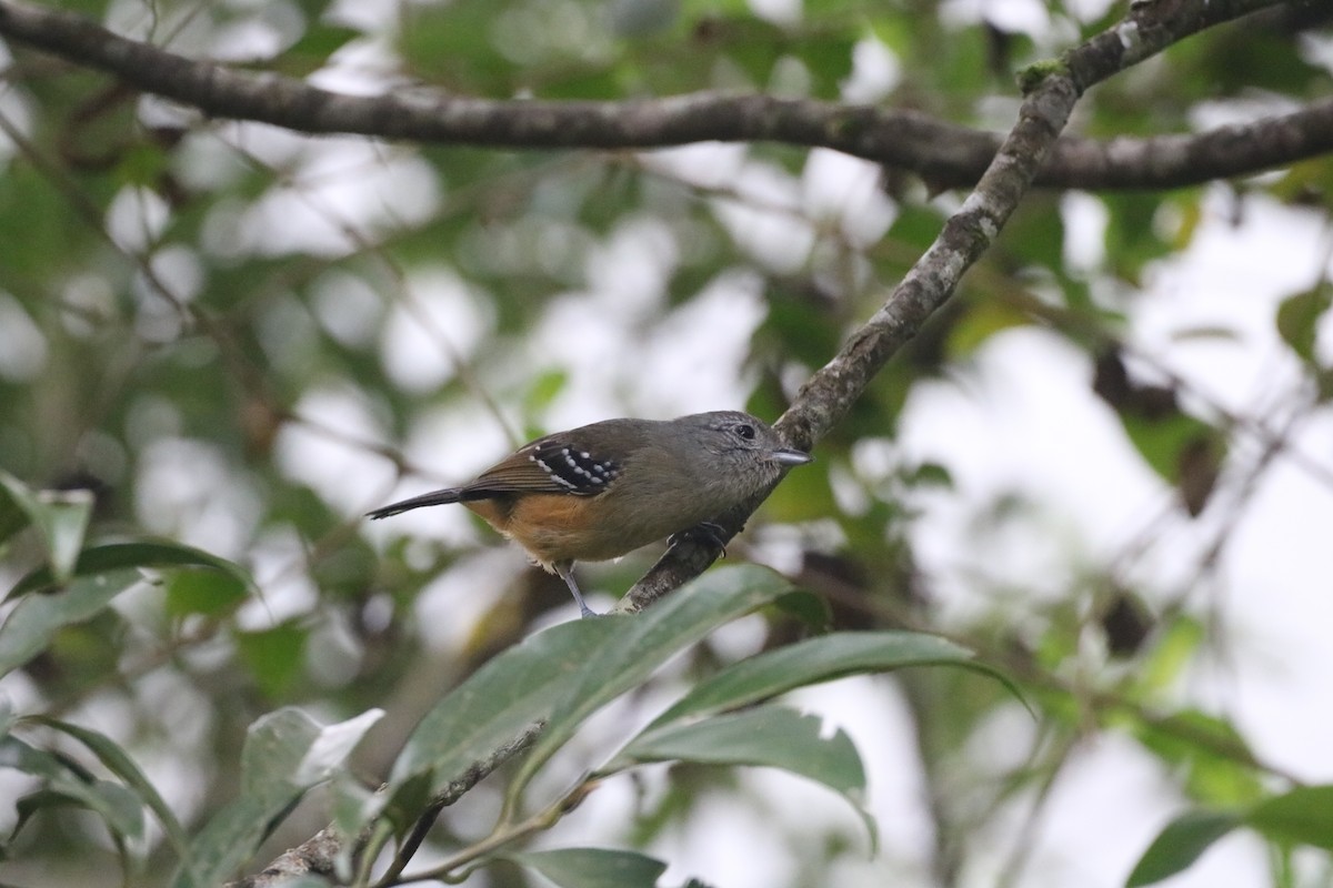 Variable Antshrike - ML620512036