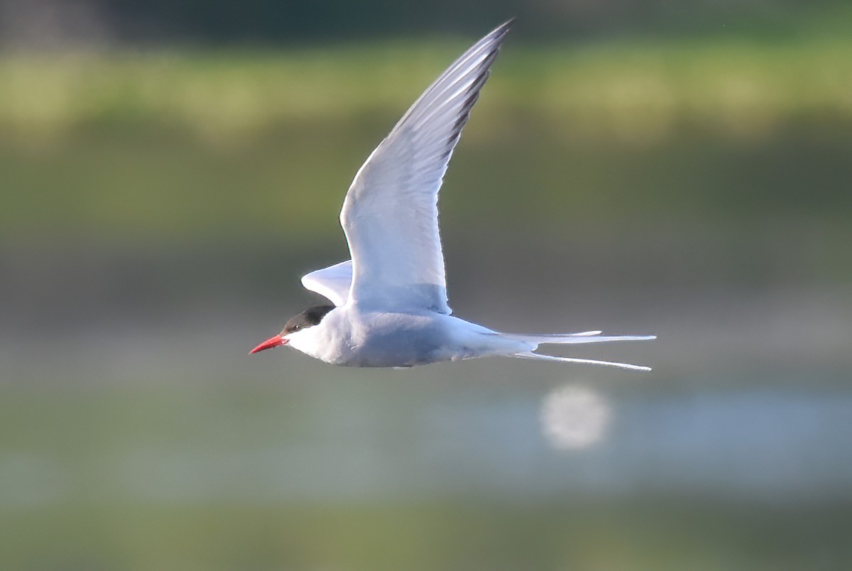 Arctic Tern - ML620512038