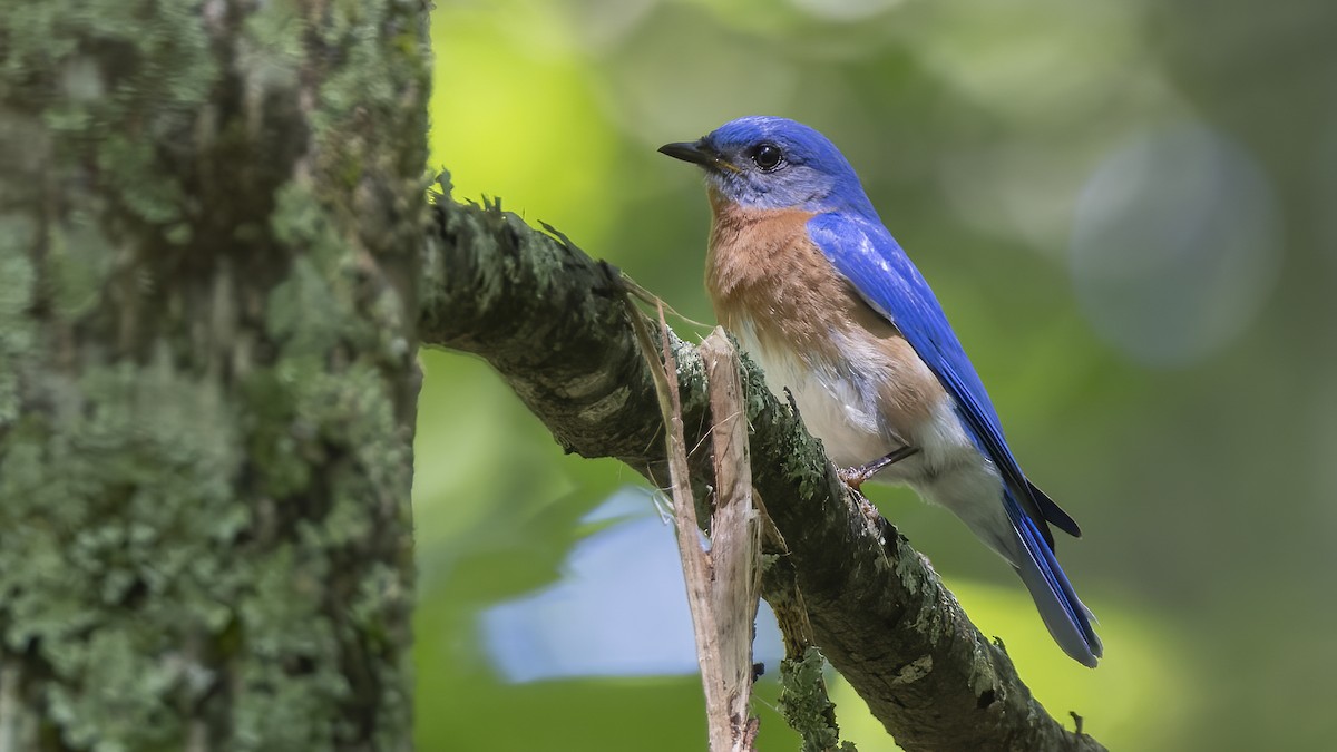 Eastern Bluebird - ML620512039