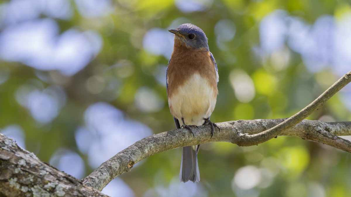 Eastern Bluebird - ML620512040