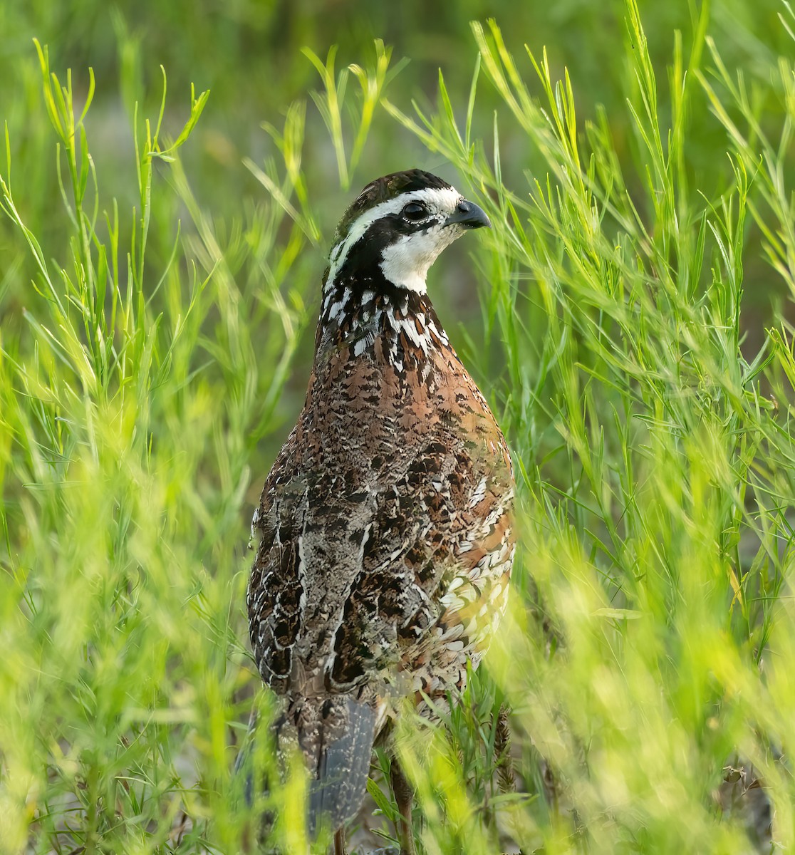 křepel virginský - ML620512044