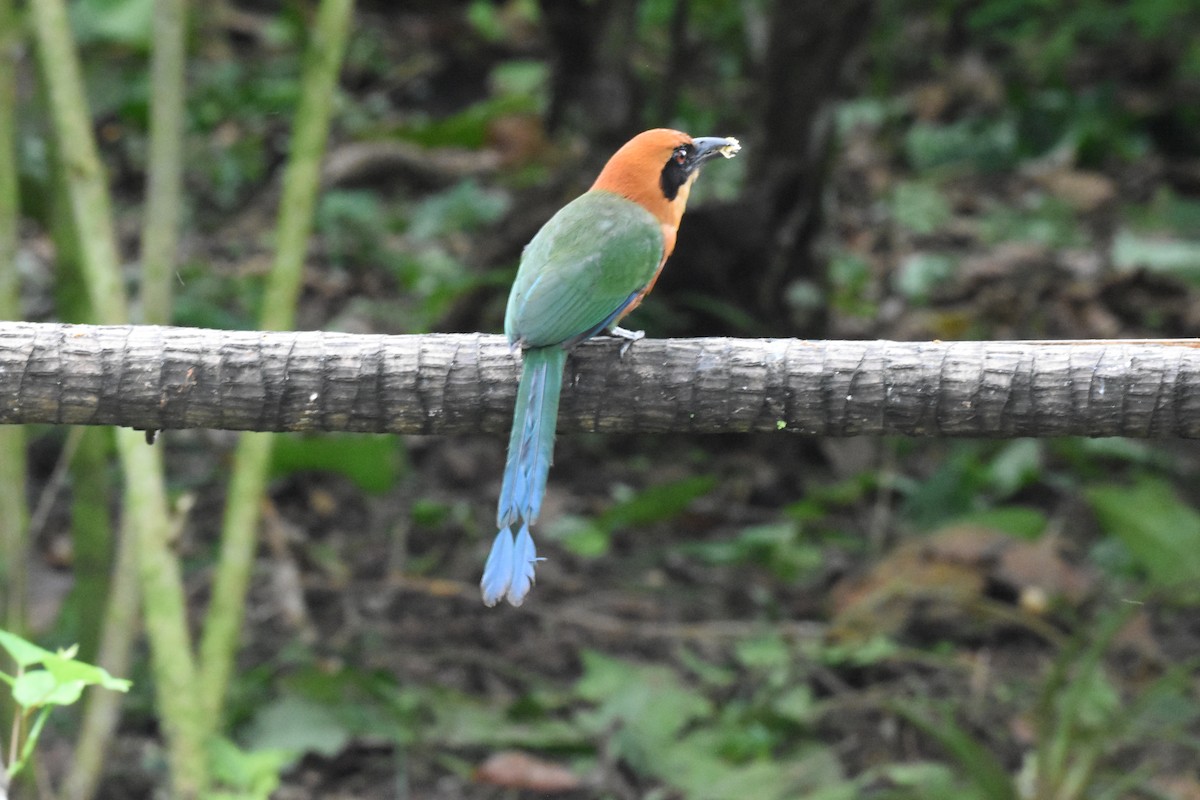 Rufous Motmot - ML620512047