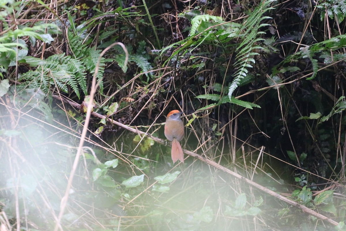 Rufous-capped Spinetail - ML620512049