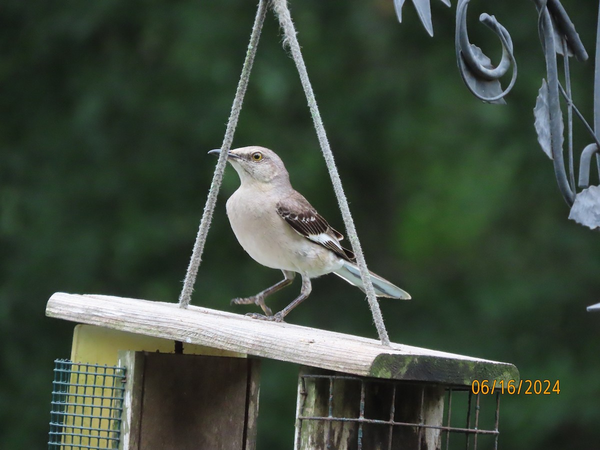 Northern Mockingbird - ML620512059