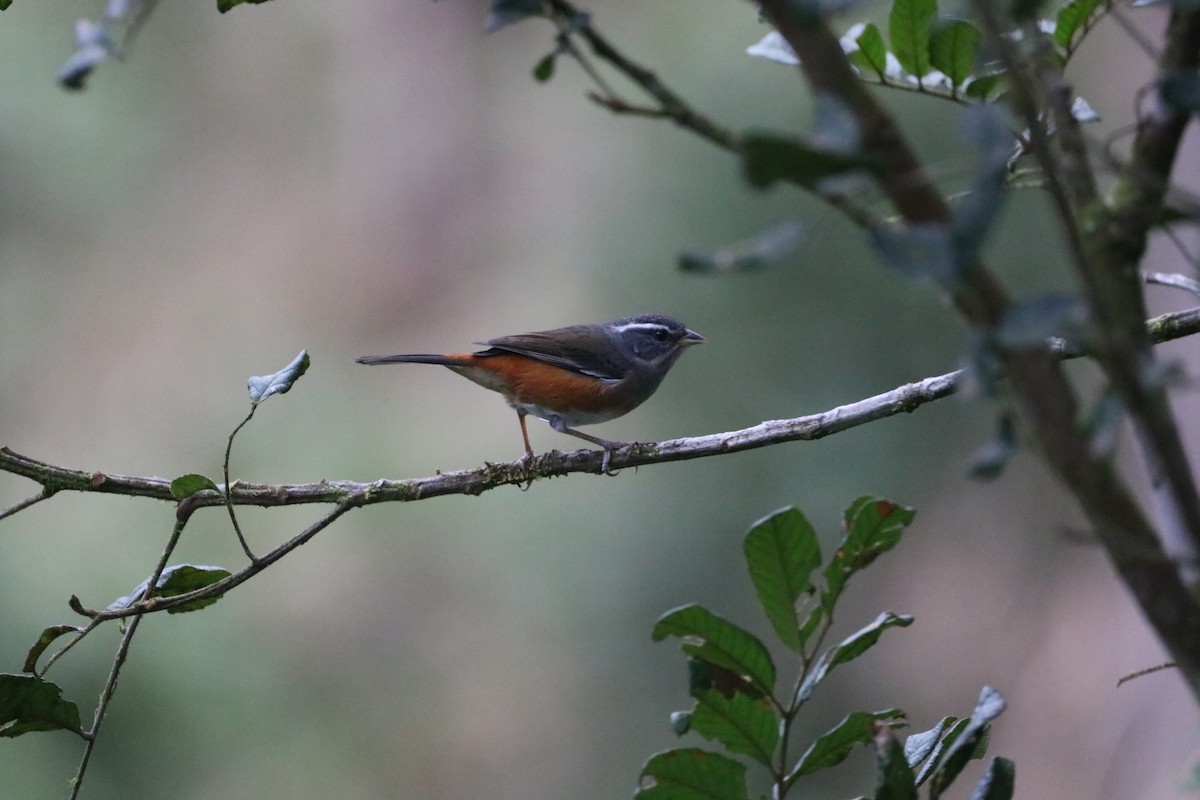 Gray-throated Warbling Finch - ML620512070