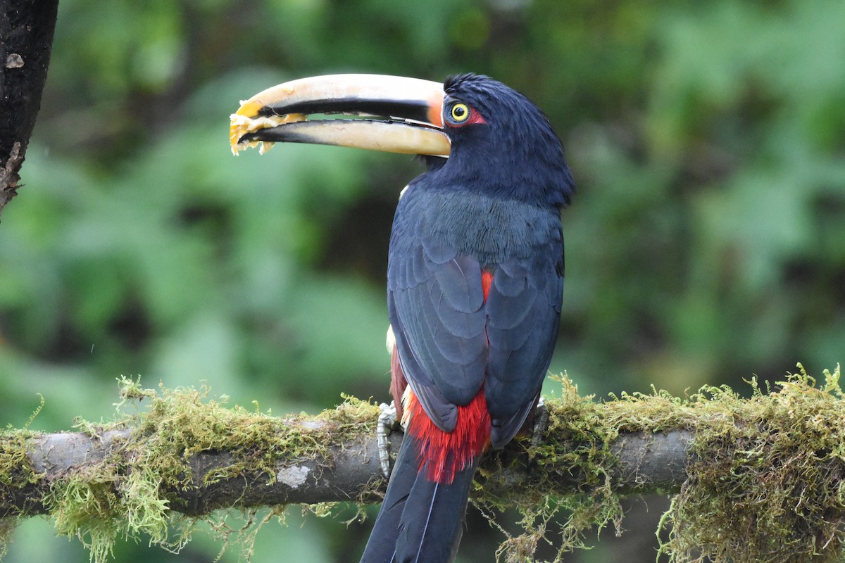 Collared Aracari - ML620512071