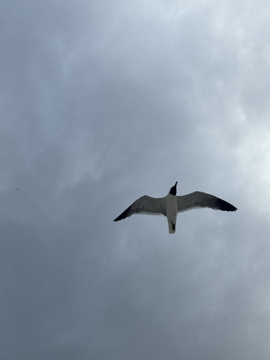 Laughing Gull - ML620512082