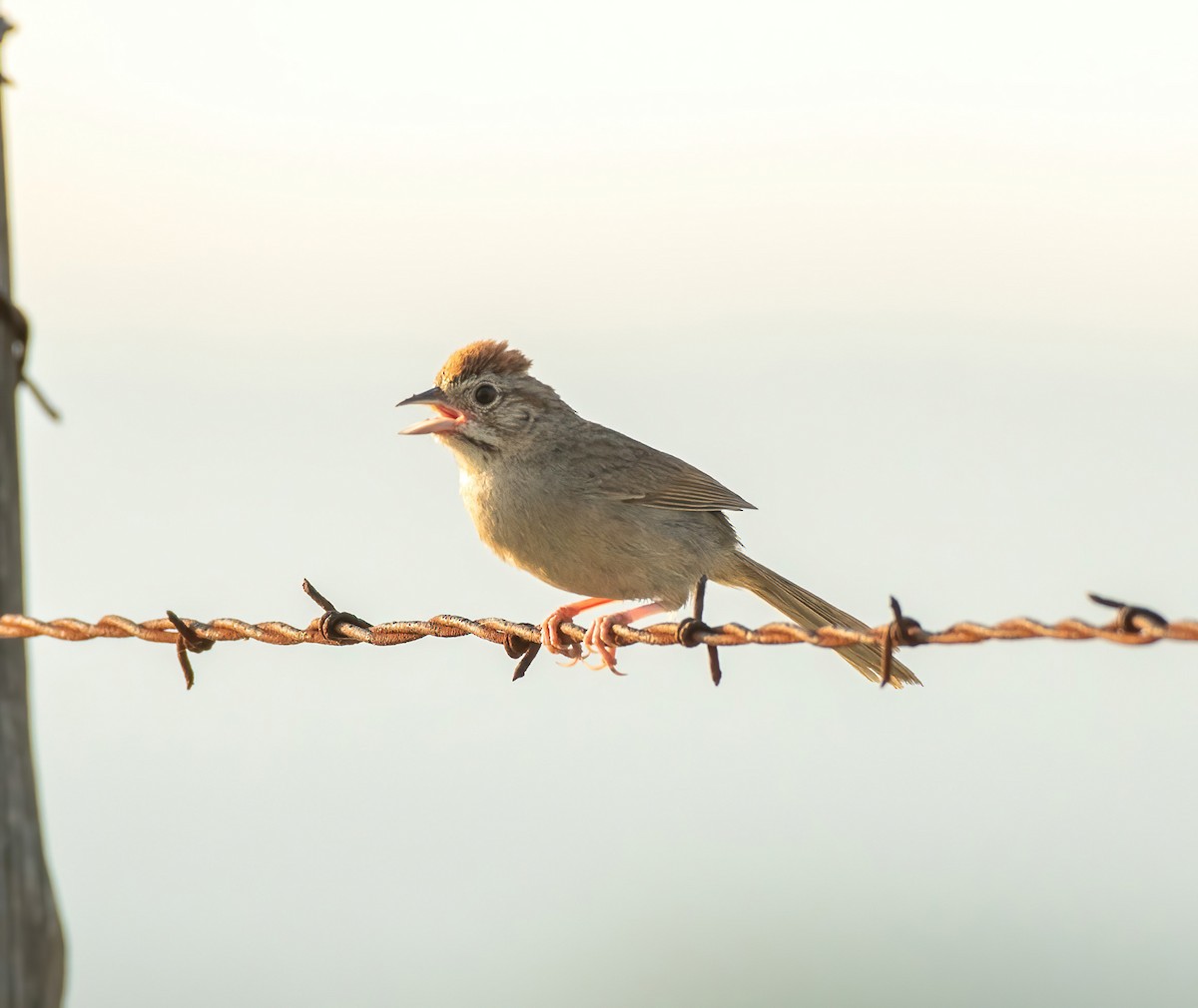 Rufous-crowned Sparrow - ML620512093