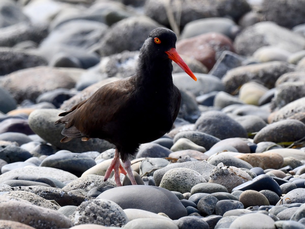 Black Oystercatcher - ML620512095