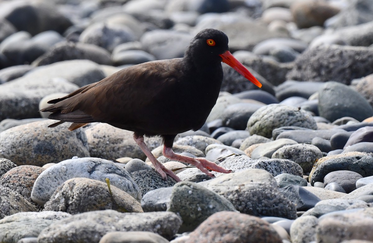 Black Oystercatcher - ML620512098