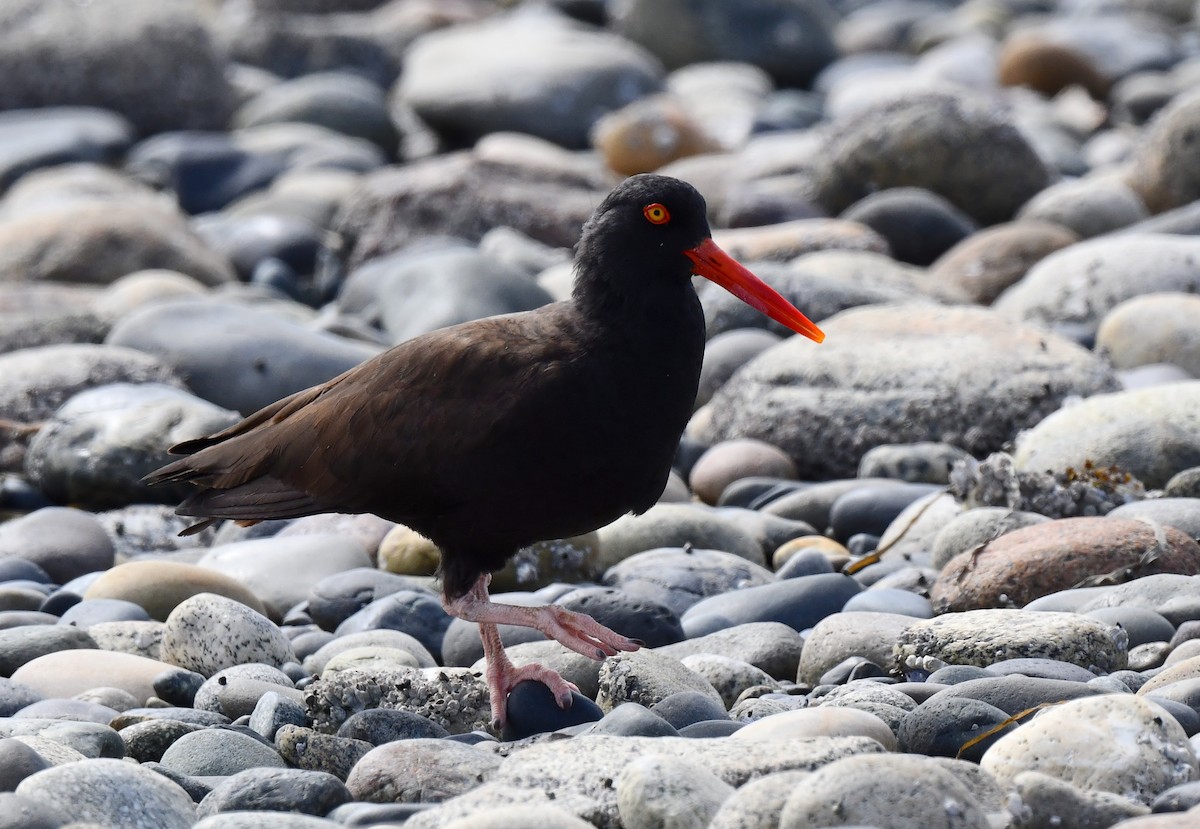 Black Oystercatcher - ML620512100