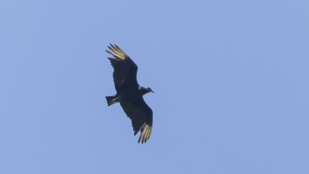 Black Vulture - ML620512102