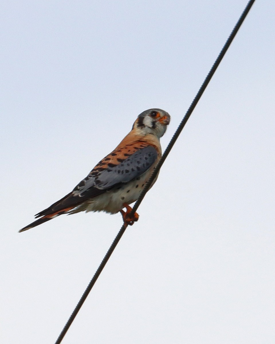 American Kestrel - ML620512103