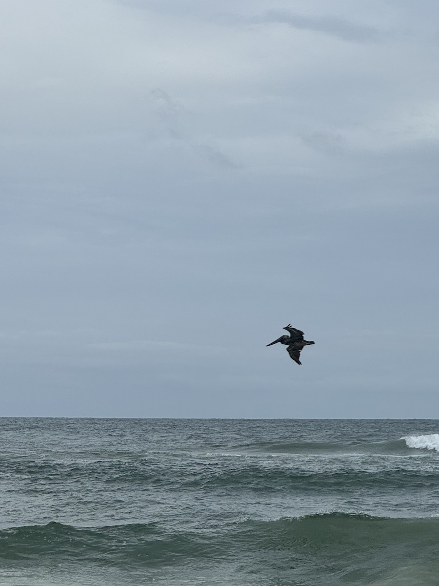 Brown Pelican - ML620512105