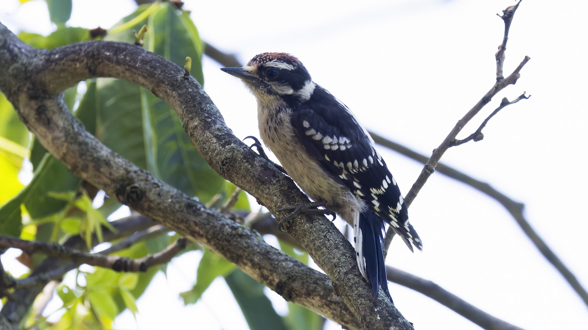 Downy Woodpecker - ML620512112