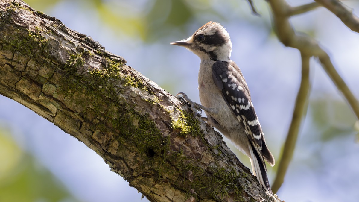 Downy Woodpecker - ML620512113