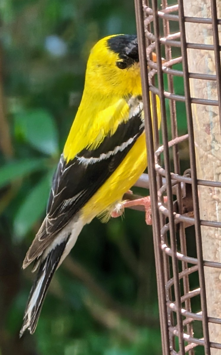 American Goldfinch - ML620512114