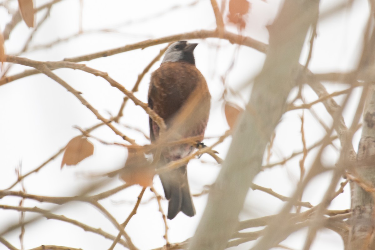 Gray-crowned Rosy-Finch (Hepburn's) - ML620512115