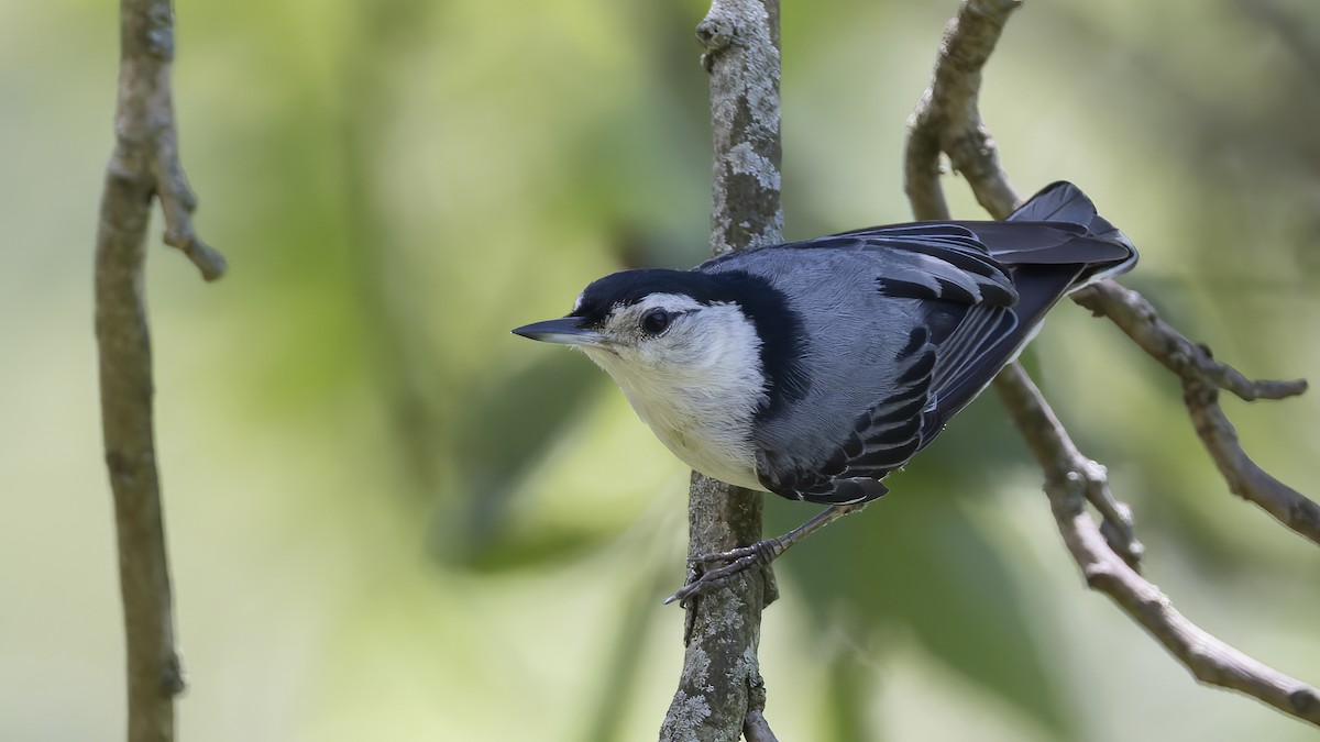 White-breasted Nuthatch - ML620512119