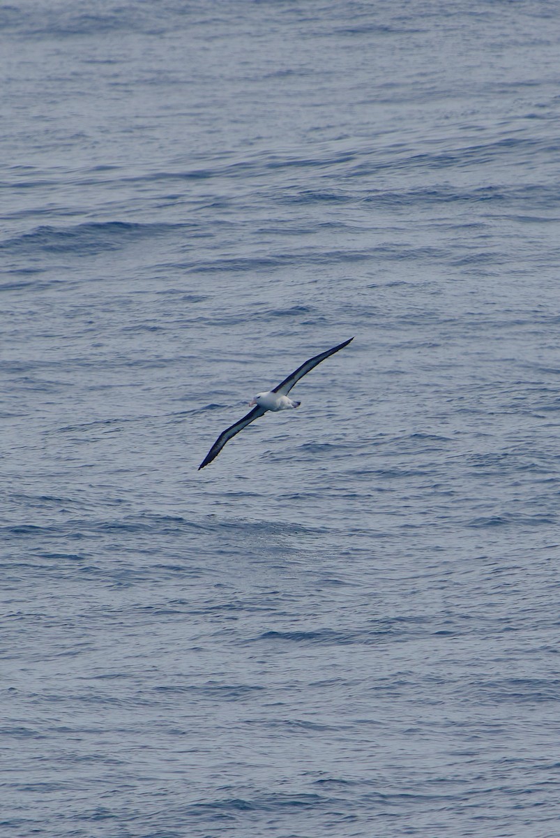 Black-browed Albatross - ML620512133