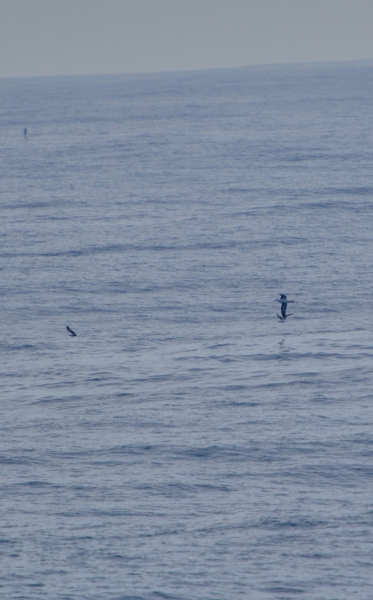 Black-browed Albatross - ML620512135