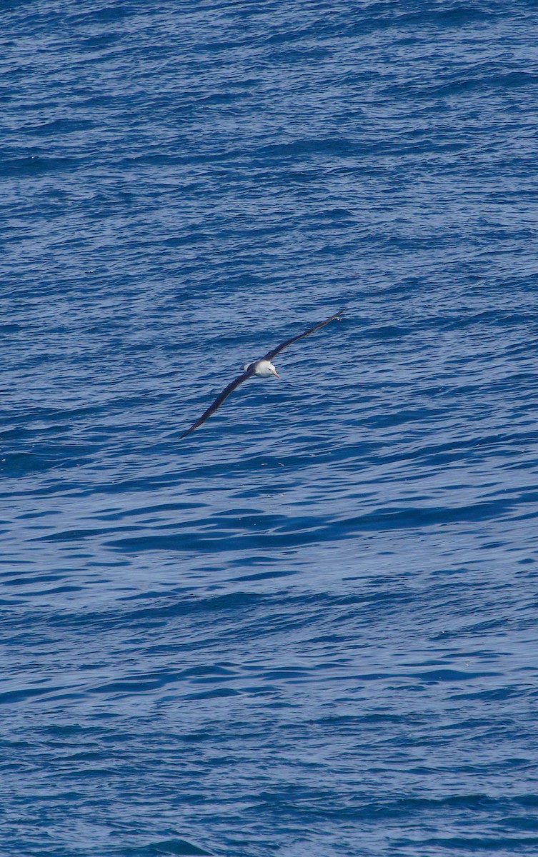 Black-browed Albatross - ML620512137